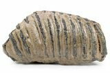 Southern Mammoth Upper M Molar - Hungary #357046-3